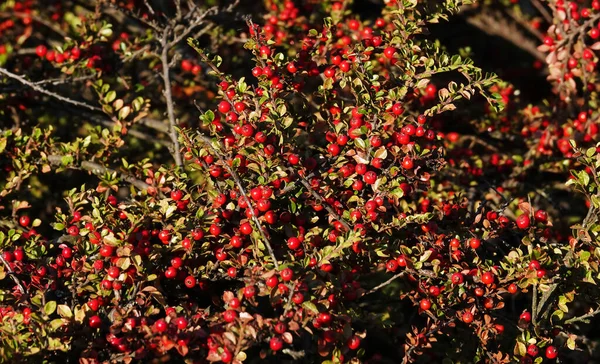 Kiznil Pressed Berry Bush Branch — Stock Photo, Image