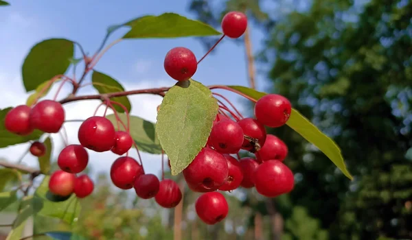 Lot Red Ripe Ranetki Branches Tree Paradise Apples — Stock Photo, Image