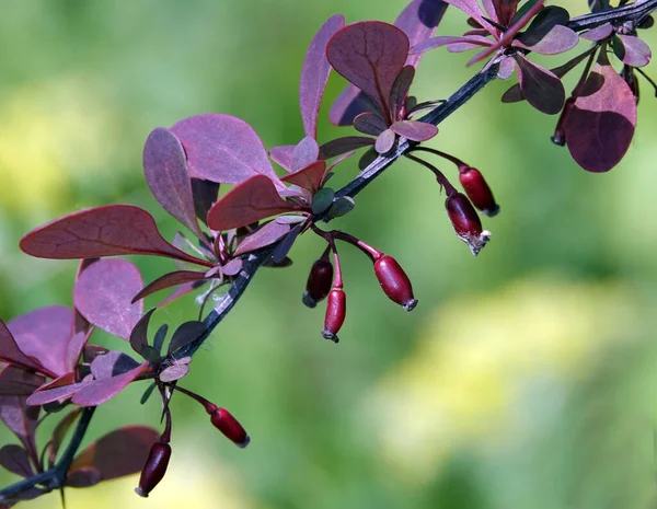 Bir çalılığın dallarında bir sürü çilek