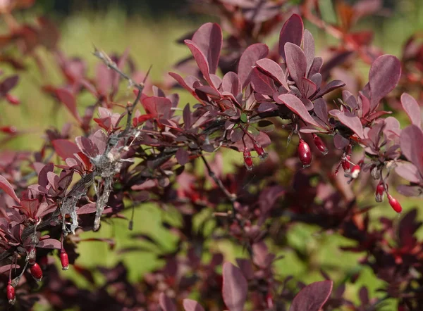 Bir çalılığın dallarında bir sürü çilek