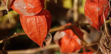 Physalis sıradan ya da Çin fenerleri. Kırmızı tomurcuklu bitkiler.