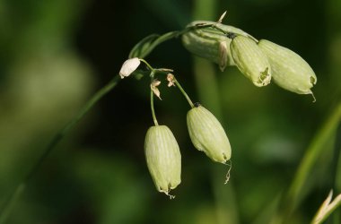 Smolevka vulgaris ya da kraker ormanda yetişen bir bitkidir.
