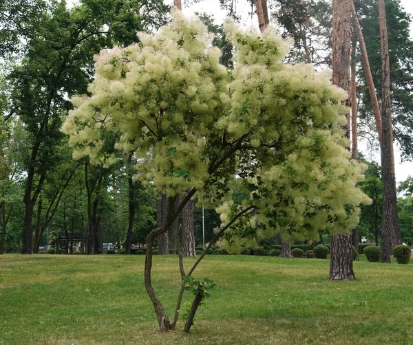 Skumpia Leathery Woody Plant Growing Park City — 스톡 사진