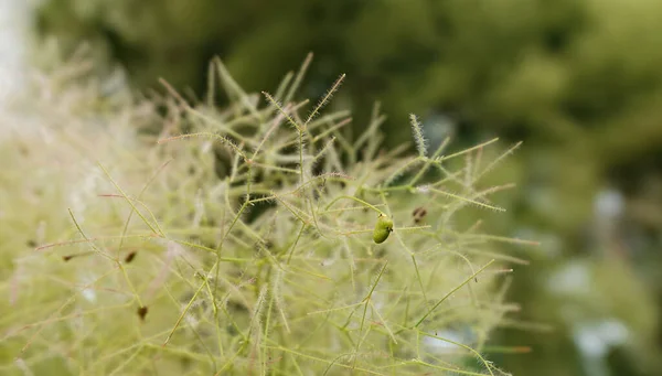 Pianta Legnosa Coriacea Skumpia Che Cresce Nel Parco Della Città — Foto Stock