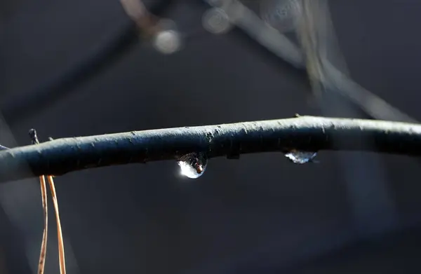 Tree Branch Dewdrops Glittering Sunlight —  Fotos de Stock