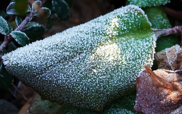 Green Leaves Covered Hoarfrost Spring Forest — Stock Fotó