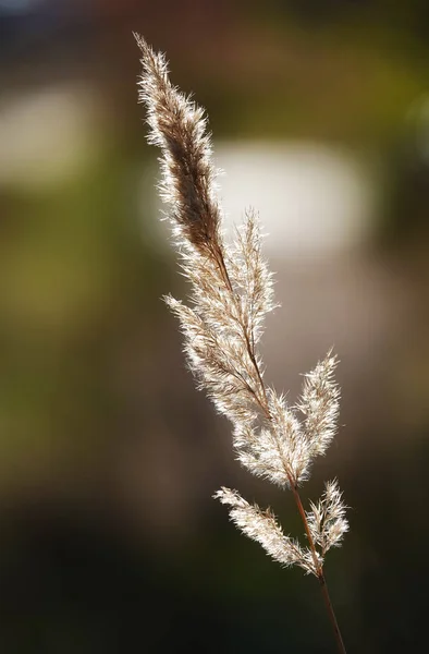 Common Reed Okeret Flowering Plant — Stock Fotó