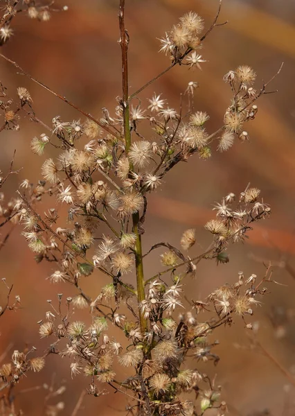 Küçük Ölçekli Asteraceae Ormanda Yetişen Yaklaşık 400 Tür Ile Kurumuş — Stok fotoğraf