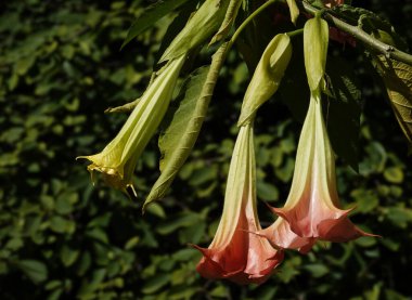 Brugmansia Kokulu Çiçekler - bir ağaç ve çalılar, Solanaceae cinsi, psikoaktif maddeler taşıyan taşıyıcılar