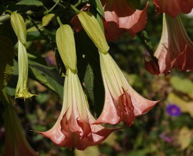 Brugmansia Kokulu Çiçekler - bir ağaç ve çalılar, Solanaceae cinsi, psikoaktif maddeler taşıyan taşıyıcılar