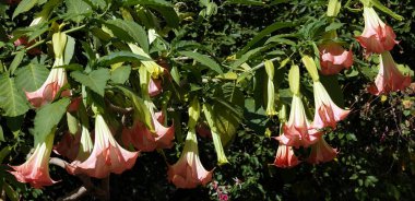 Brugmansia Kokulu Çiçekler - bir ağaç ve çalılar, Solanaceae cinsi, psikoaktif maddeler taşıyan taşıyıcılar