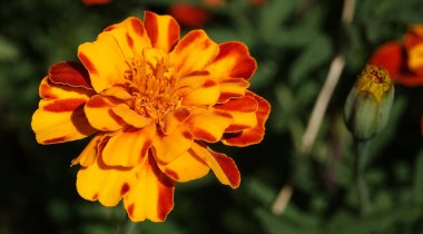 Kadife çiçekleri (