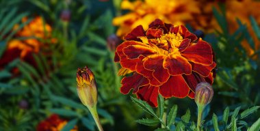 Çiçekler küçük çiçekli kadife çiçekleri, Marigoldlar, Asteraceae veya Compositae familyasından yıllık bir bitki türüdür..
