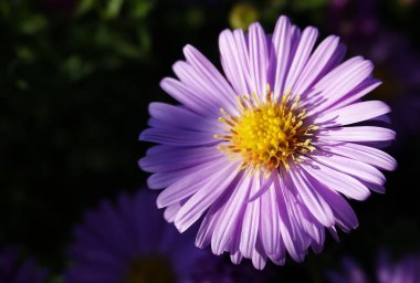 Astra çiçekleri narin çiçekli otçul bitkilerdir..