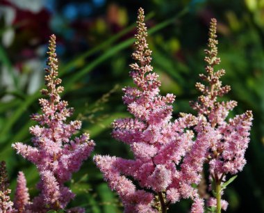 Çiçekler Astilba sinensis veya Sahte Spiraea otçul bir bitkidir.