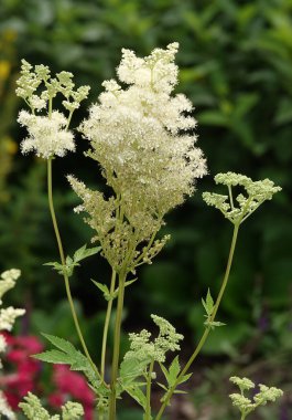 Flowers Astilba Arendsa or False Spiraea is a herbaceous plant