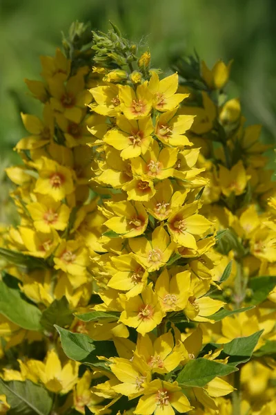Flowers Verbeinik Dotted Perennial Herbaceous Plant Species Genus Myrsinaceae Family — Stok fotoğraf