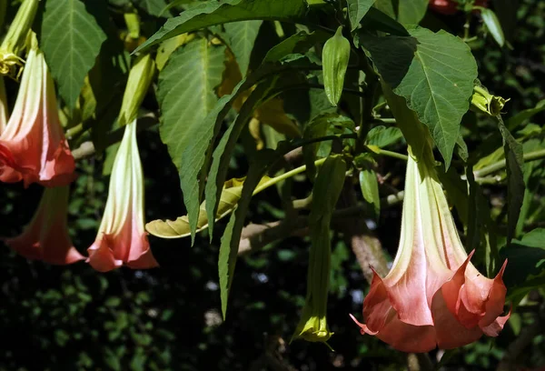 Brugmansia Kokulu Çiçekler - bir ağaç ve çalılar, Solanaceae cinsi, psikoaktif maddeler taşıyan taşıyıcılar