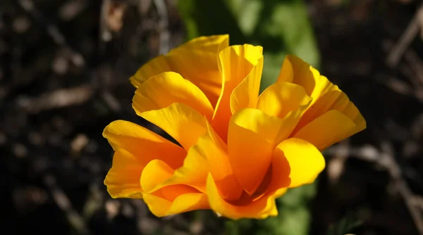 Flowers Marigolds Thin Leaved Annual Herbaceous Plant Species Genus Marigolds — ストック写真