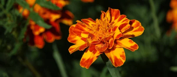 Flowers Marigolds Thin Leaved Annual Herbaceous Plant Species Genus Marigolds — Stock Fotó