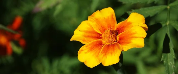 Blume Ringelblumen Dünnblättrig Ist Eine Einjährige Krautige Pflanze Eine Art — Stockfoto