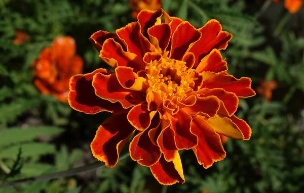 Flowers Marigolds Thin Leaved Annual Herbaceous Plant Species Genus Marigolds — Stock Photo, Image