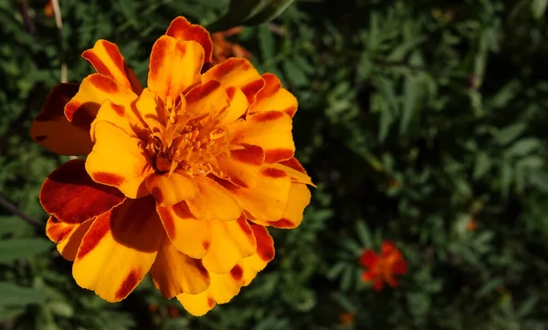 Flowers Marigolds Thin Leaved Annual Herbaceous Plant Species Genus Marigolds — Fotografia de Stock