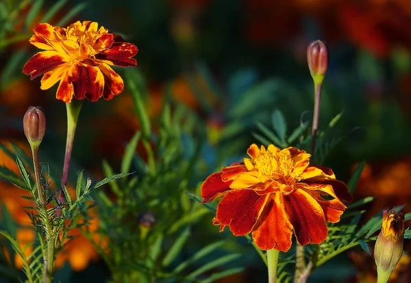 Flowers Small-flowered marigolds are an annual herbaceous plant, a species of the genus Marigolds, the family Asteraceae or Compositae.