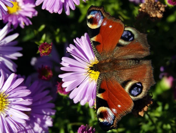 Astra çiçekleri narin çiçekli otçul bitkilerdir..
