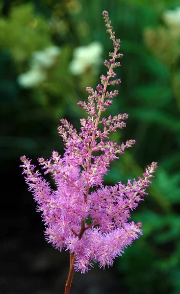Flowers Astilba Sinensis False Spiraea Herbaceous Plant — Foto Stock