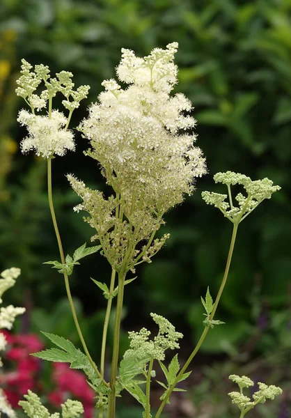 Çiçekler Astilba Arendsa veya Sahte Spiraea otçul bir bitkidir.