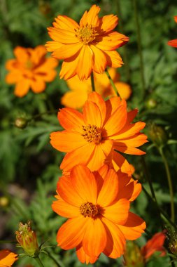 Sülfür sarısı Cosmea çiçeği, Asteraceae ailesinin yıllık çiçek açan bitkisidir..