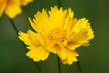 Coreopsis Terry çiçeği, Asteraceae familyasının yıllık otçul bitkisidir..