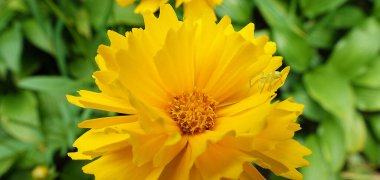 Coreopsis Terry çiçeği, Asteraceae familyasının yıllık otçul bitkisidir..