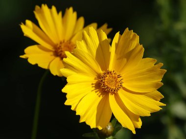 Coreopsis Lanceolate, Asteraceae familyasından yıllık bir bitki türü..