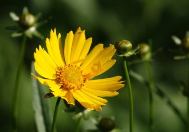 Coreopsis Lanceolate, Asteraceae familyasından yıllık bir bitki türü..