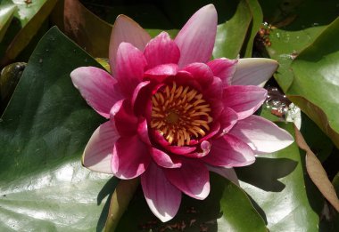 Çiçekler. Nilüfer zambağı ya da nilüfer çiçeği uzun ömürlü bir bitkidir.