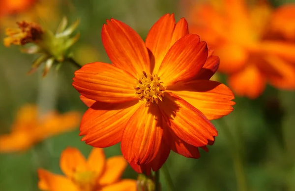 Fleur Cosmée Jaune Soufre Est Une Plante Annuelle Fleurs Famille — Photo