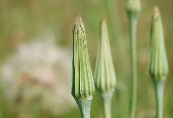 Fiore Del Campo Trifoglio Una Pianta Erbacea Annuale Della Famiglia — Foto Stock