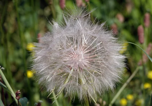 Clover Pole Květ Roční Bylinné Rostliny Čeledi Asteraceae — Stock fotografie