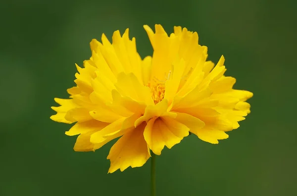 Coreopsis Terry çiçeği, Asteraceae familyasının yıllık otçul bitkisidir..