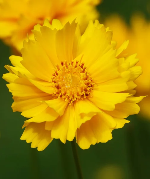 Stock image Coreopsis terry flower is an annual herbaceous plant of the Asteraceae family.