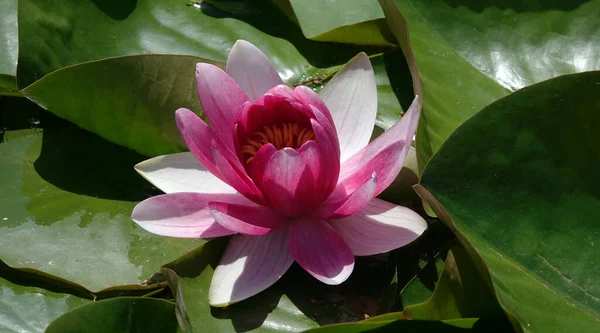 Flowers Water lily tetrahedral or water lily is a perennial herb, family Water lilies