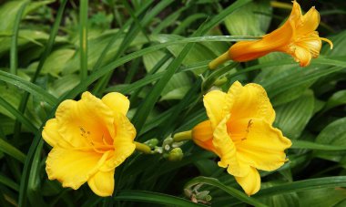 Gündüz çiçeği ya da Krasodnev, Asphodel familyasından bir bitki türü.