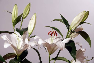 Beyaz zambak, Liliaceae familyasının uzun ömürlü bir bitkisidir..