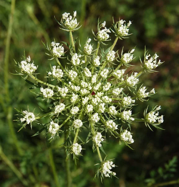 Kwiat Marchew Dzika Lub Pospolita Jest Rośliną Zielną Rodzina Umbelliferae — Zdjęcie stockowe