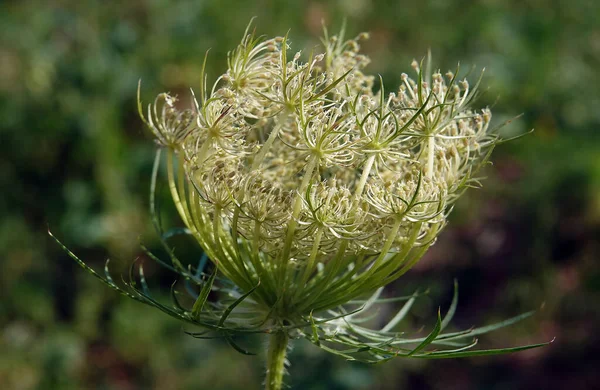 Kwiat Marchew Dzika Lub Pospolita Jest Rośliną Zielną Rodzina Umbelliferae — Zdjęcie stockowe