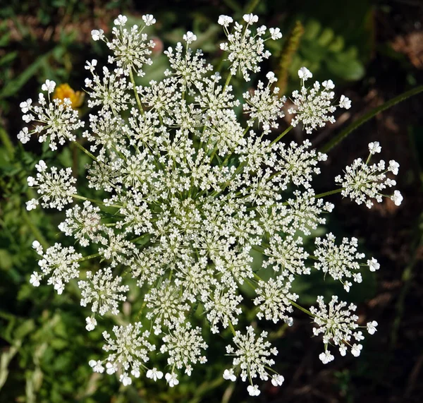 Kwiat Marchew Dzika Lub Pospolita Jest Rośliną Zielną Rodzina Umbelliferae — Zdjęcie stockowe