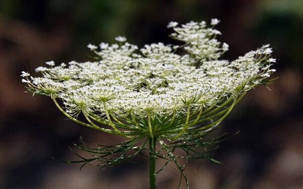Flower Carrot wild or common is a herbaceous plant, family Umbelliferae