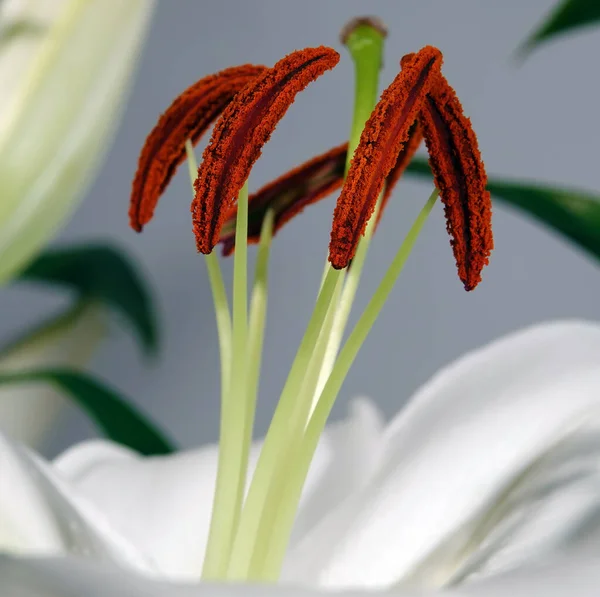 Virágok Fehér Liliom Egy Évelő Lágyszárú Növény Liliaceae Család — Stock Fotó